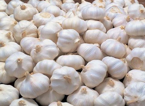 تصویر 4 از سیر تند تازه معطر مناسب تولید فرآورده های غذایی خشک
